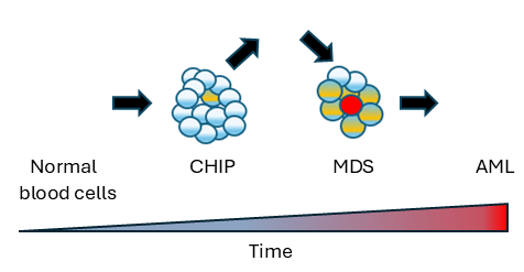 Normal blood cells, CHIP, MDS, AML diagram