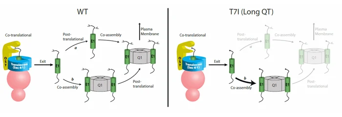 Post-translational N-Glycosylation