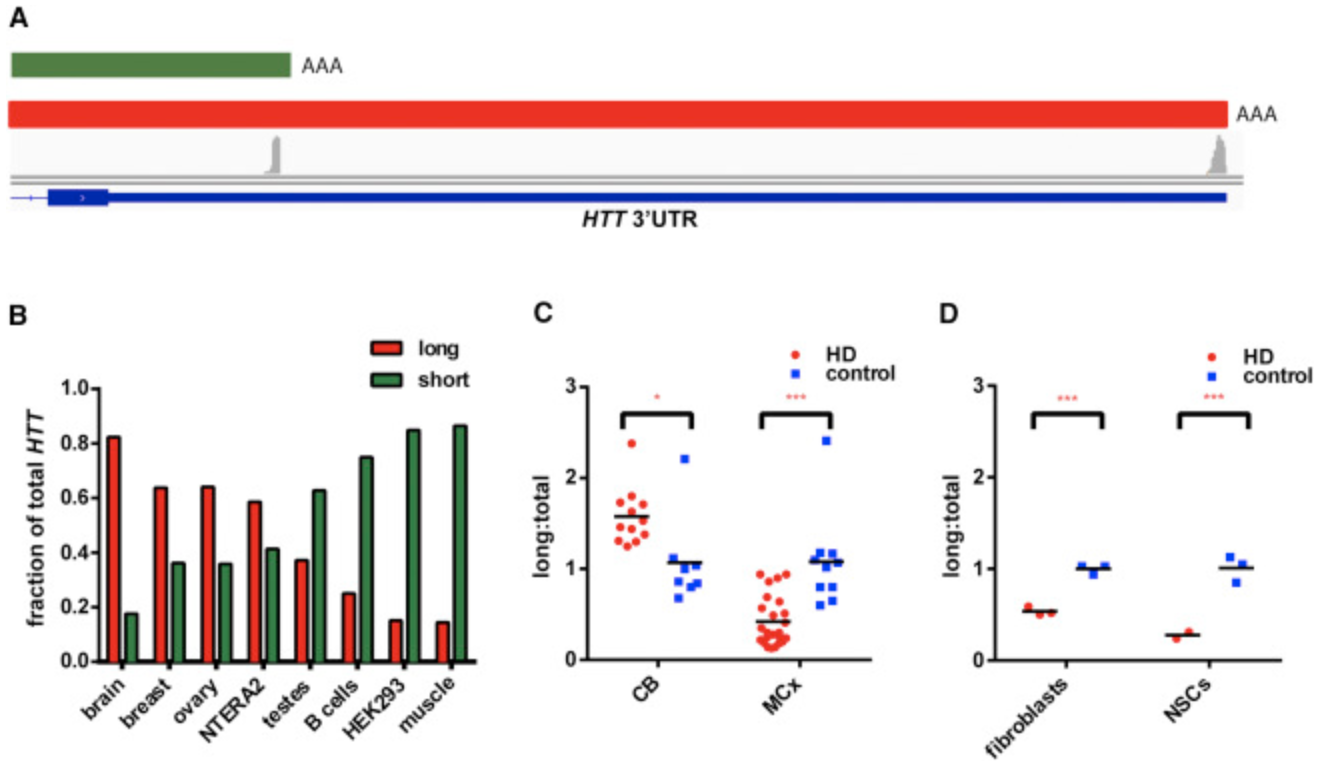 Alterations in mRNA 3&prime; UTR Isoform Abundance Accompany Gene Expression Changes in Human Huntington&rsquo;s Disease Brains