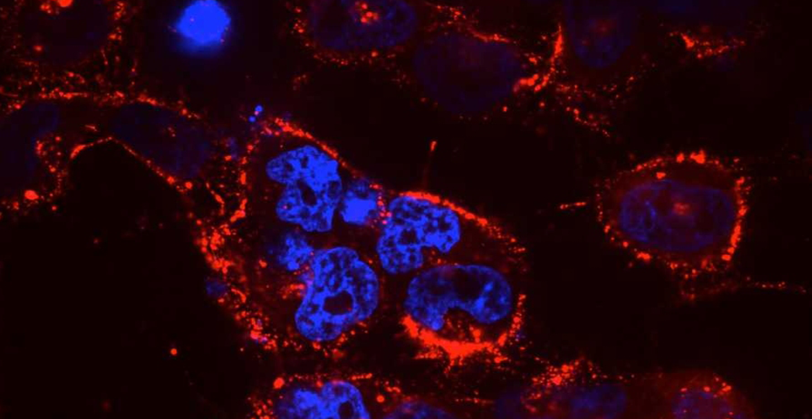  xue research block.png