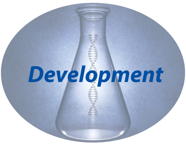 Development Development