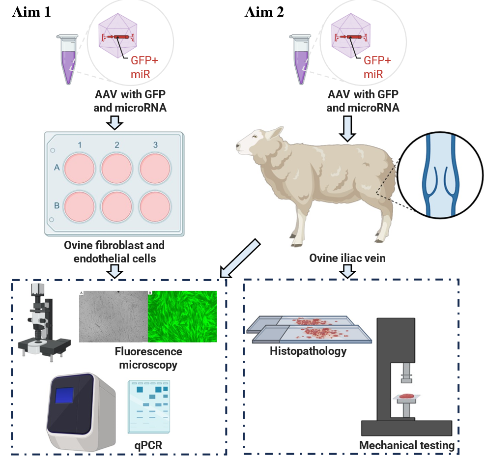 Gene therapy for chronic venous disease