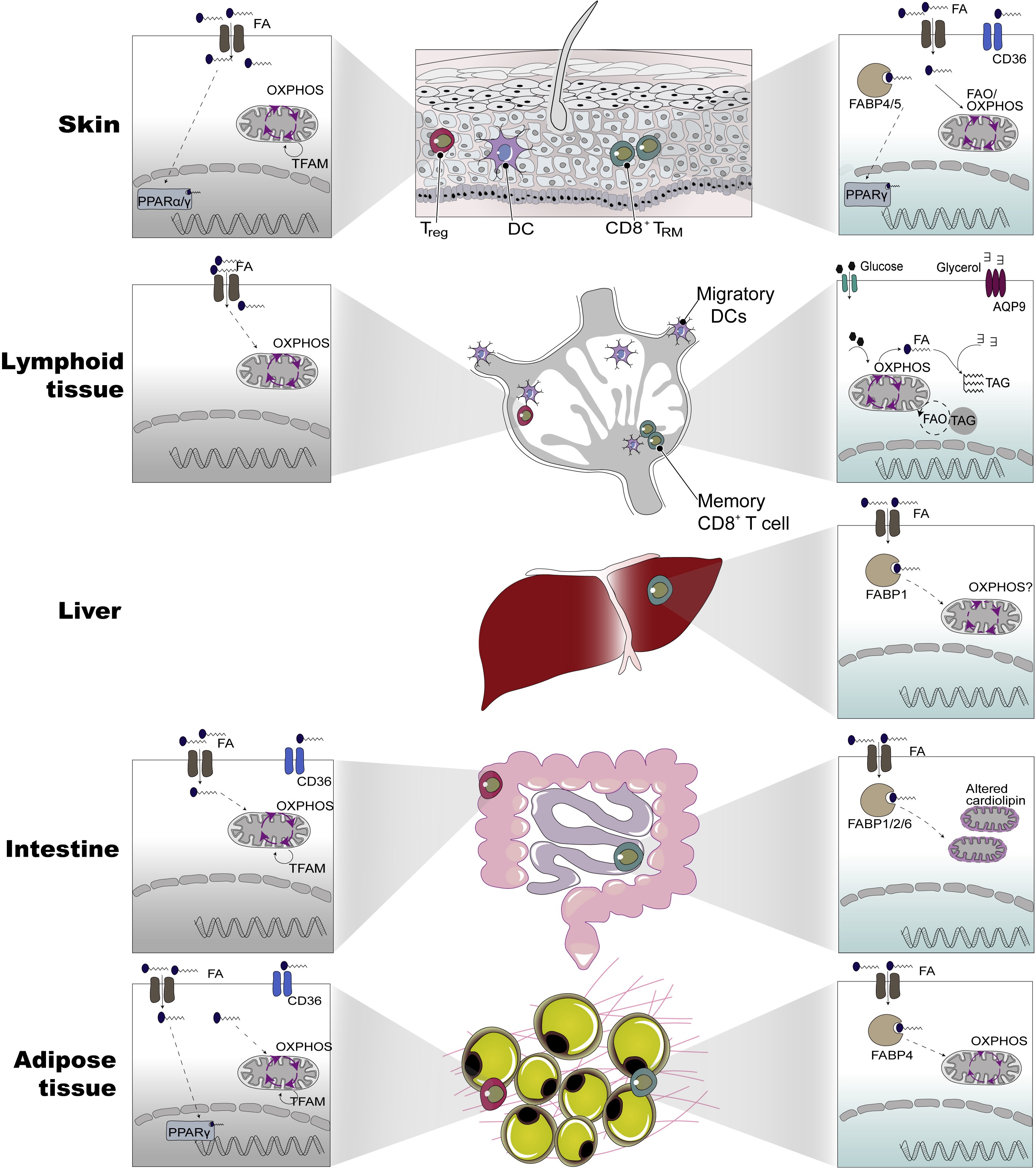 T cell adaptation in other tissues &nbsp;