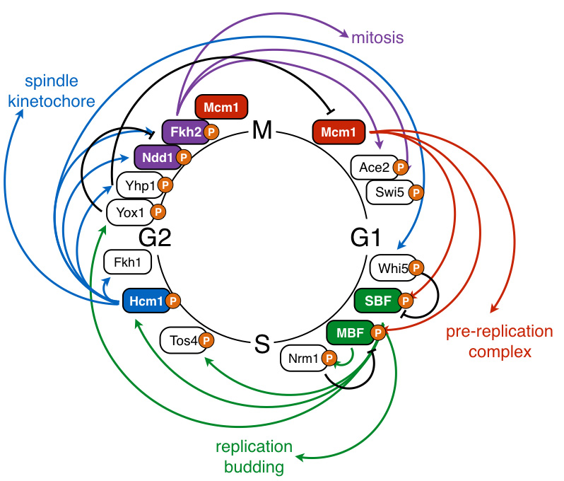 cell cycle TFs
