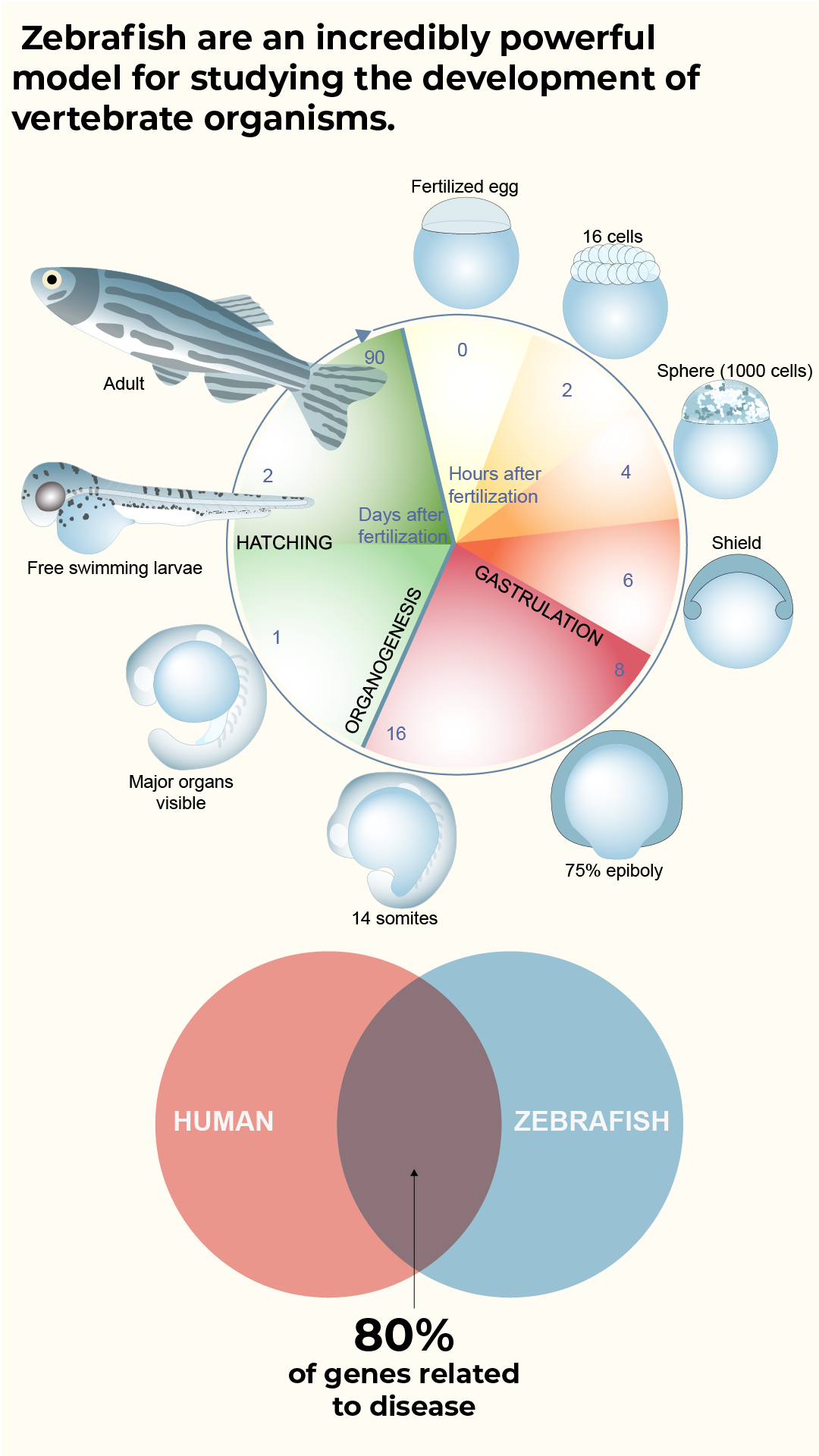 top is a color wheel showing stages of fish development clockwise from a sphere to an adult fish. Bottom two circles overlapping. 