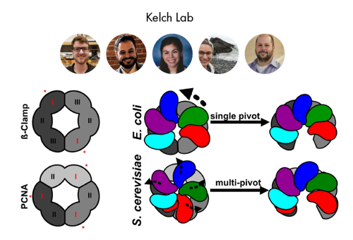 top shows the Kelch lab members that discovered the differences between the bacterial and eukaryotic clamp loader-sliding clamp complexes at the bottom.