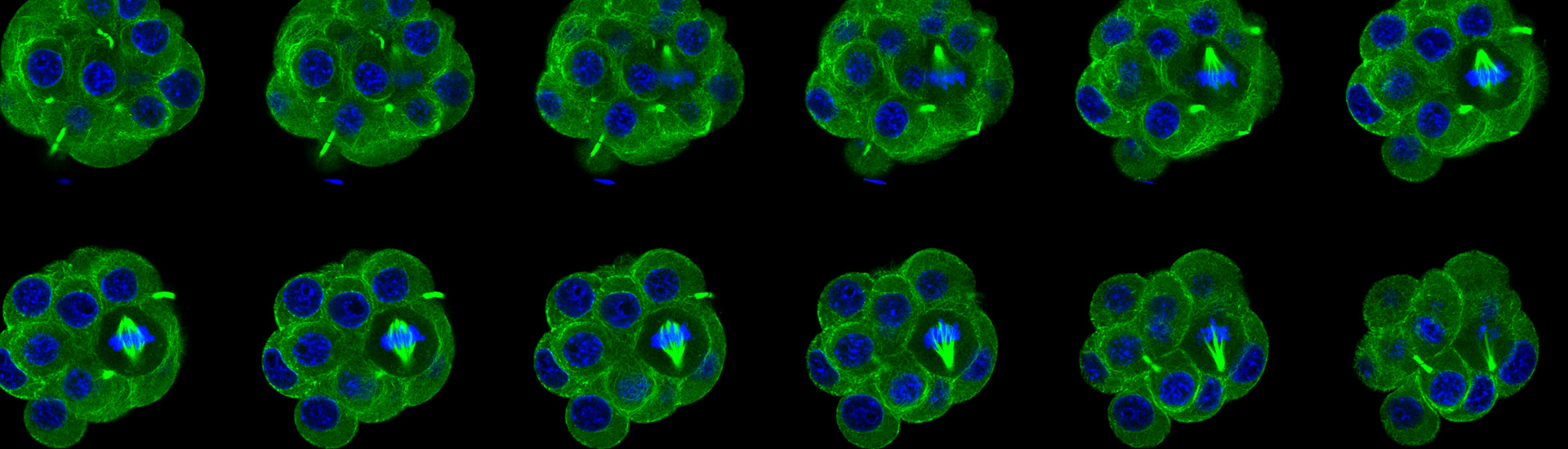Flourescent cells dividing
