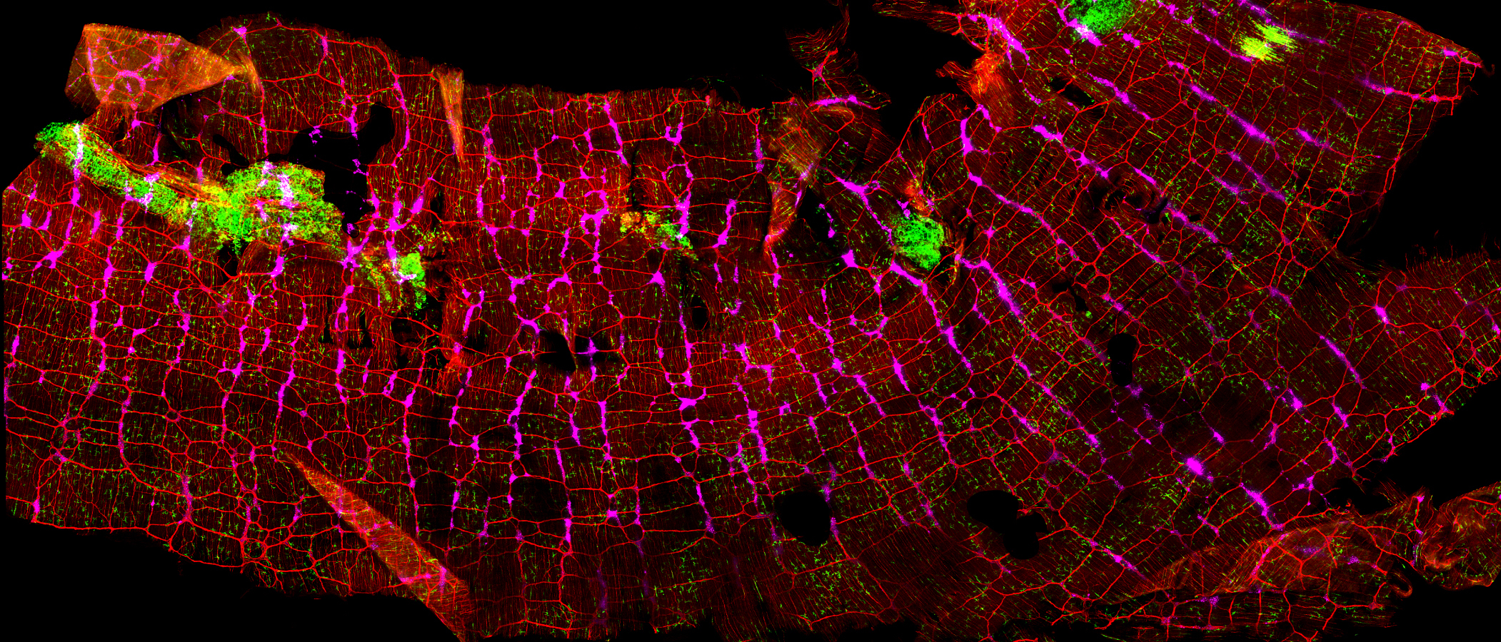 Overview of the Enteric Nervous System