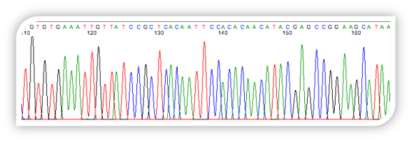 Sequencing Chromatagram with base calls