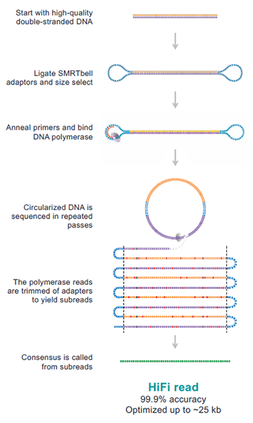 SMRTbell Template with bound polymerase, followed by a linear representation of a polymerase read split into subreads to create a circular consensus