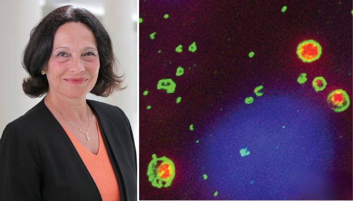 Silvia Corvera lab fat cells image