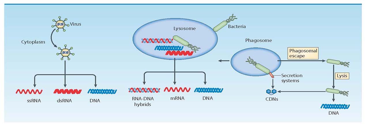 cytosolic nucleic acids.jpg