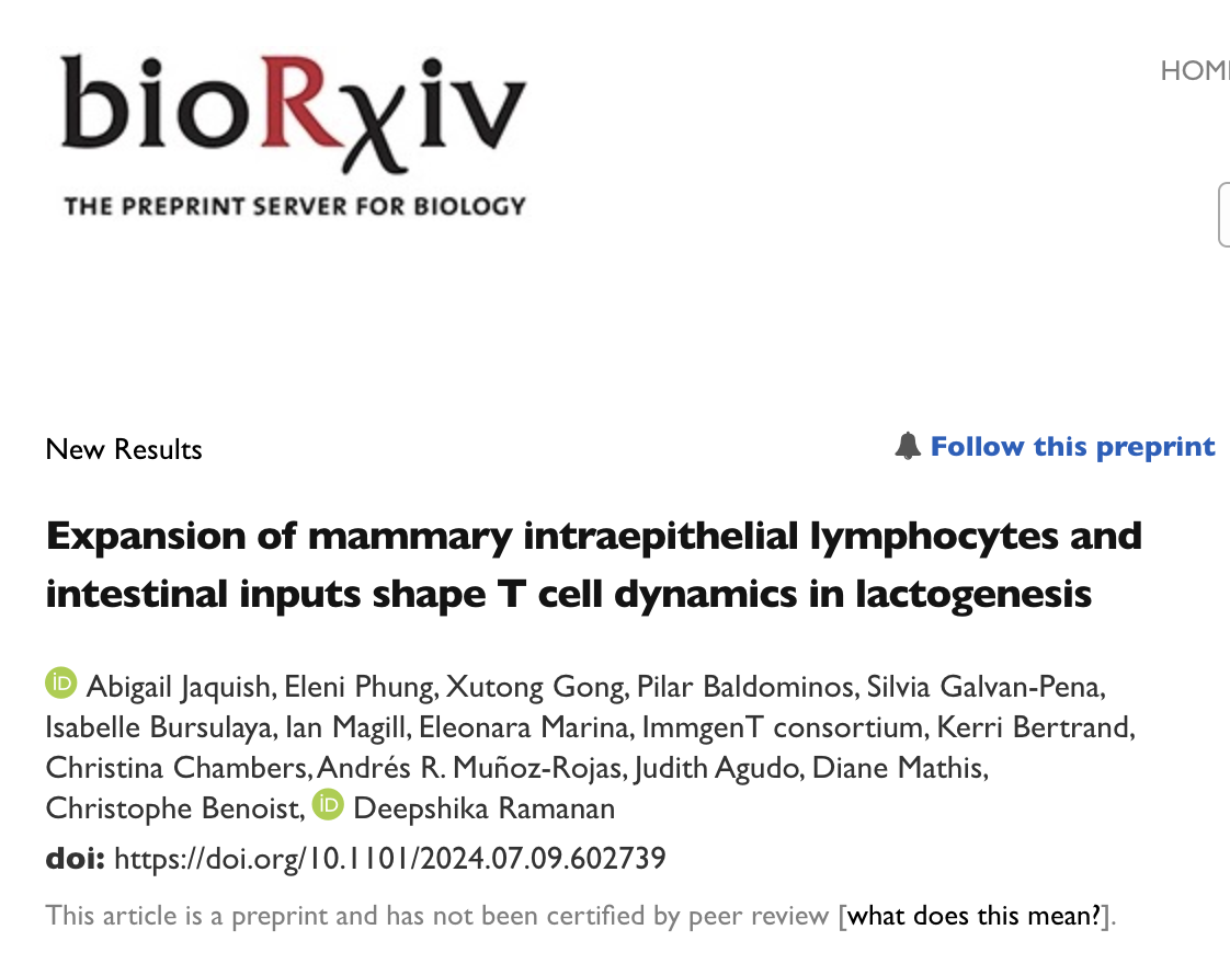 Screenshot of a Biorxiv paper with title "Expansion of mammary intraepithelial lymphocytes and intestinal inputs shape T cell dynamics in lactogenesis"