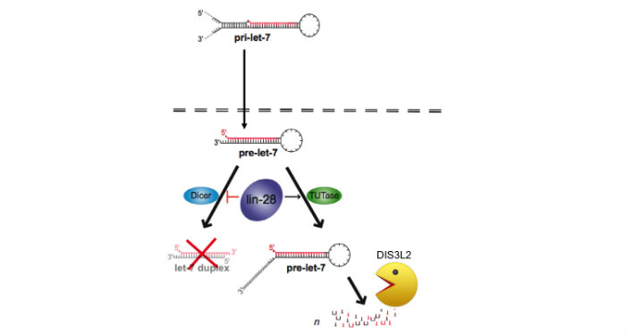 Cartoon representation of the LIN28/let-7 pathway