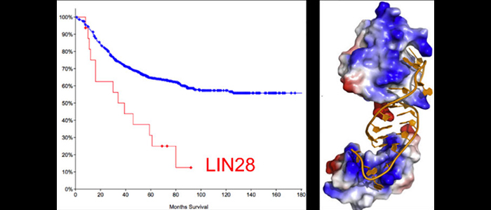  Two-part image showing a Kaplan-Meier plot on the left, and a ball model of LIN28 interacting with RNA on the right.