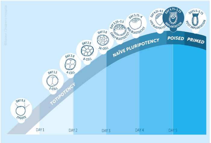 Cartoon schematic of the timeline of stem cell pluripotency showing a poised pluripotent state