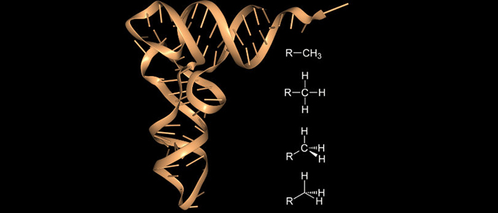  Three-dimensional representation of an RNA molecule in orange alongside a chemical structure of a methylated residue.