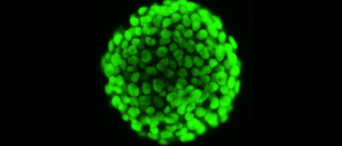  A ball of cells glowing fluorescent green.