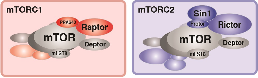 mTOR signaling pathway