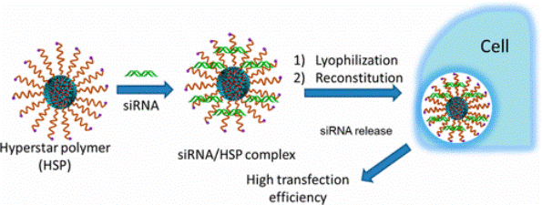 Development of Excipient-Free Freeze-Dryable Unimolecular Hyperstar Polymers for Efficient siRNA Silencing. Development of Excipient-Free Freeze-Dryable Unimolecular Hyperstar Polymers for Efficient siRNA Silencing.