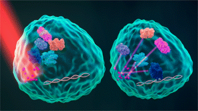 Illuminating Cell Signaling with Near-Infrared Light-Responsive Nanomaterials Illuminating Cell Signaling with Near-Infrared Light-Responsive Nanomaterials