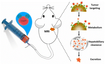 Tumor-Targeted and Clearable Human Protein-based MRI Nanoprobes. Tumor-Targeted and Clearable Human Protein-based MRI Nanoprobes.