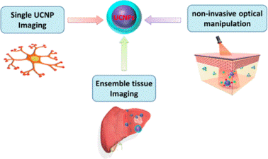 Upconversion nanoparticles: a versatile solution to multiscale biological imaging Upconversion nanoparticles: a versatile solution to multiscale biological imaging