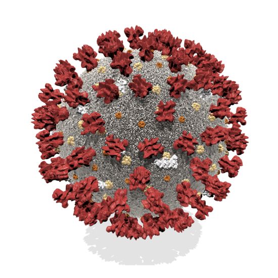 SARS-CoV2.png