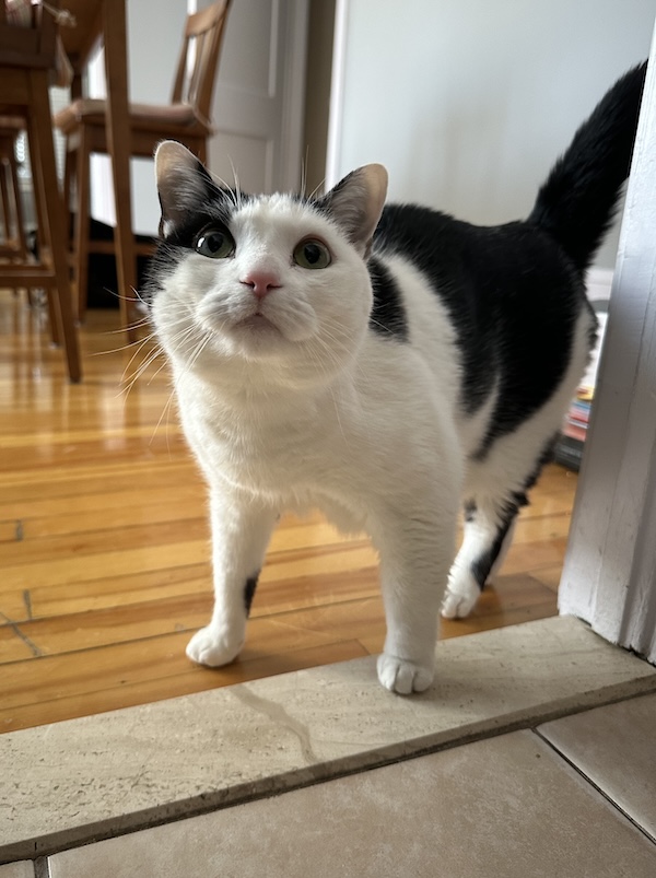 Second Picture of Jamba the Cat