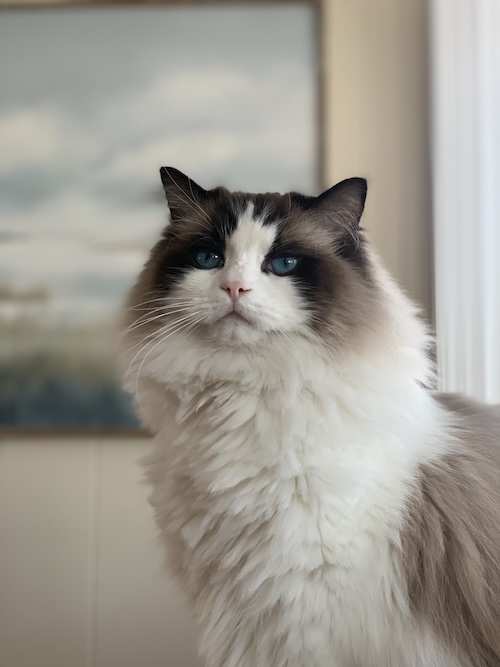 Waffles the cat looking normal