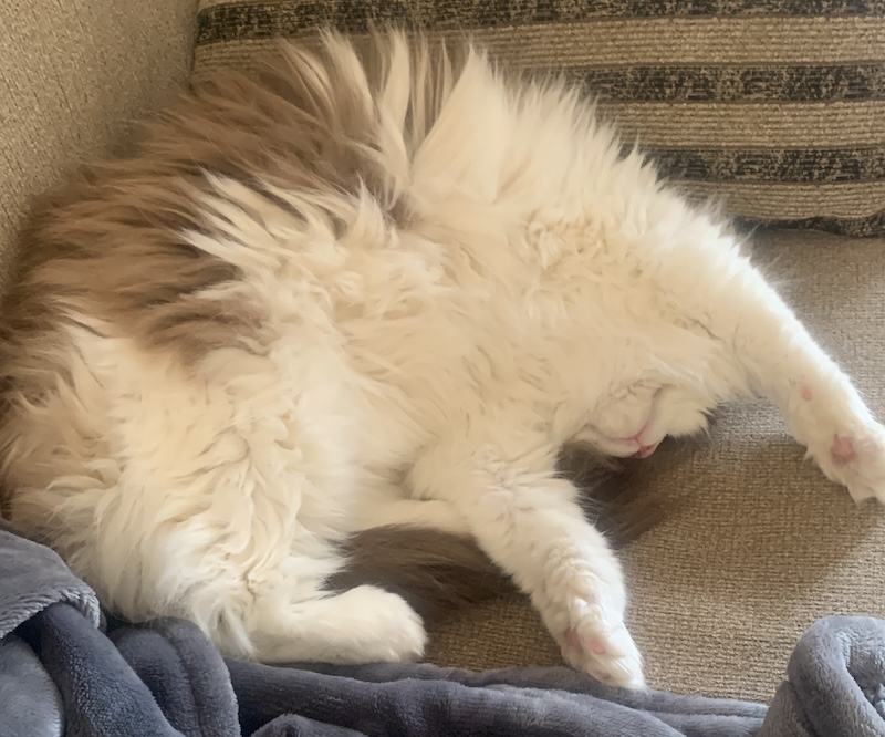 Waffles the cat relaxing on a couch