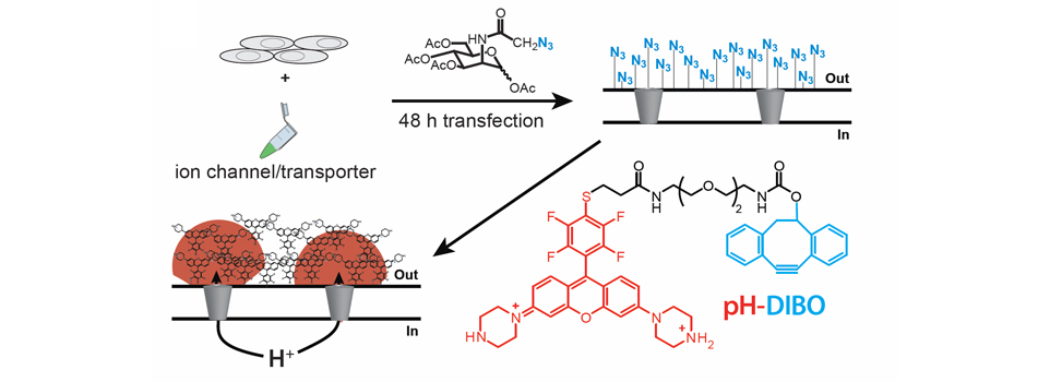Fluorescent Imaging of Cellular Fluxes