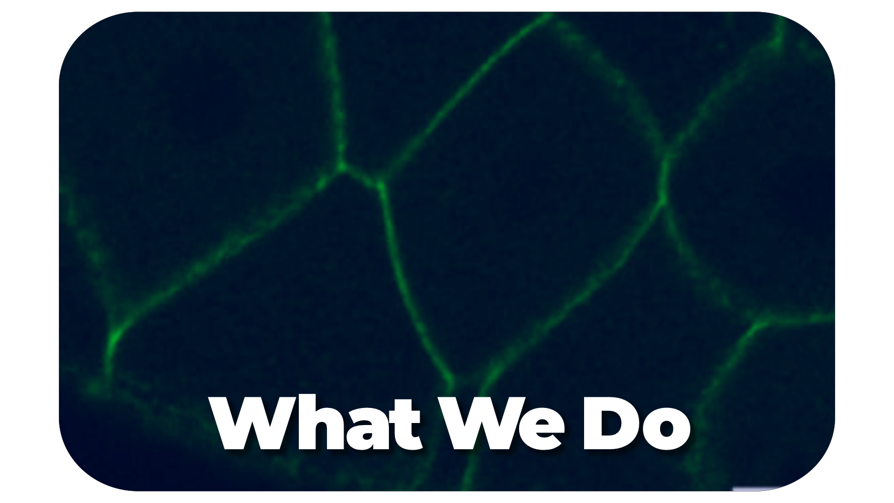  kobertz_What We Do.png