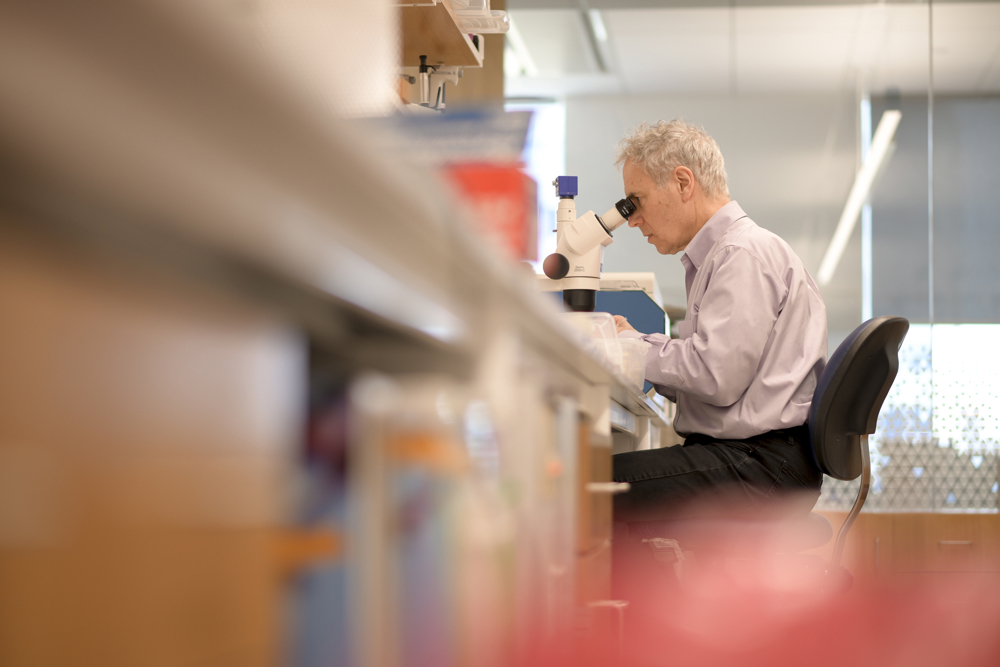 Victor Ambros looking into a microscope in his lab. He is sitting down. 