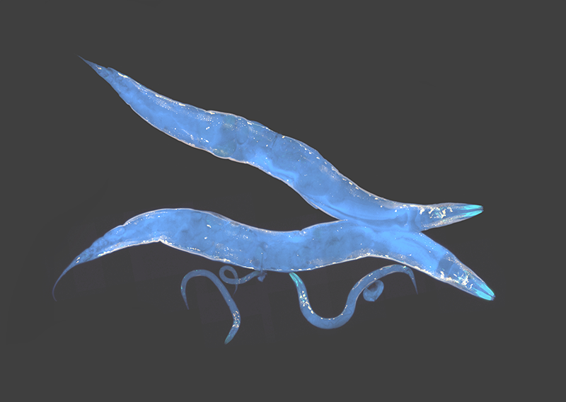 Blue caenorhabditis elegans worms on a black background