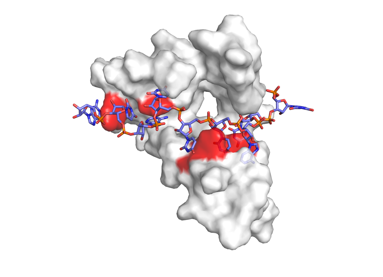 Protein RNA Interaction