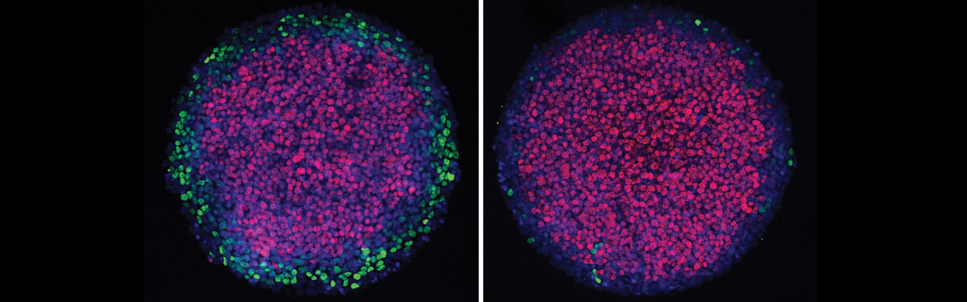 BRD3def_1920_600_black background.png