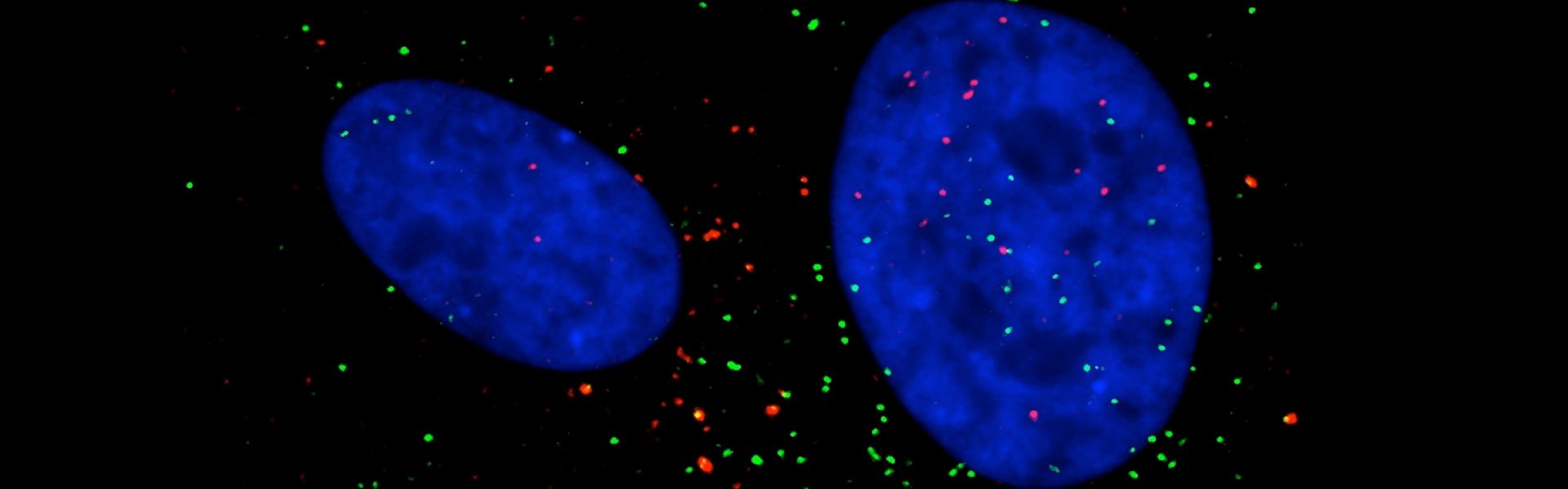 TILAC- PDGFRb_horiz_1920_600_on black backround.png