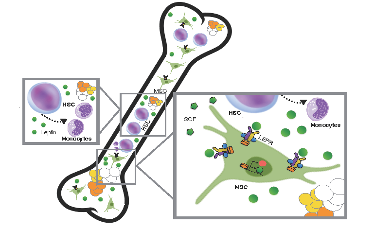 Tammy Nguyen Lab Diabetes Bone Marrow Research Cartoon