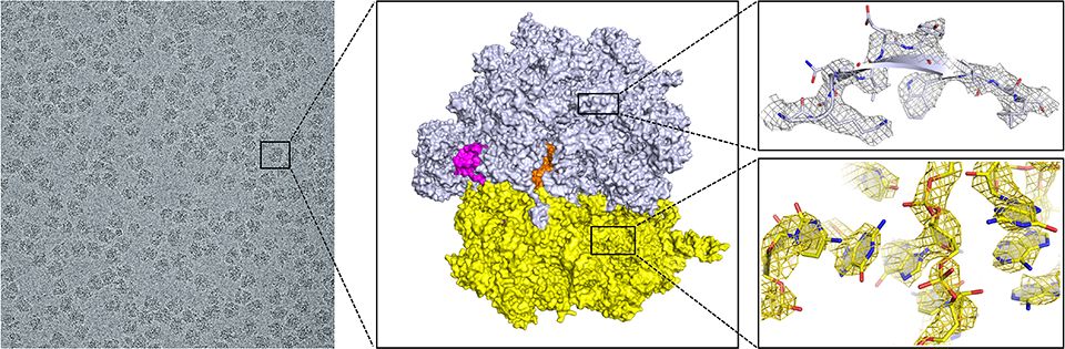 The micrograph (left) obtained using Titan Krios, the 3.5 A 3D cryo-EM map (center) derived from hundreds of micrographs, and the structural model built into the cryo-EM map (right). 