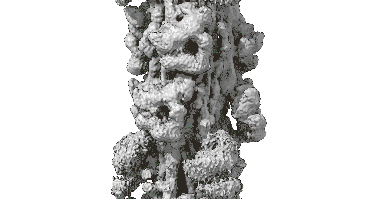 gif of Cardiac Filament