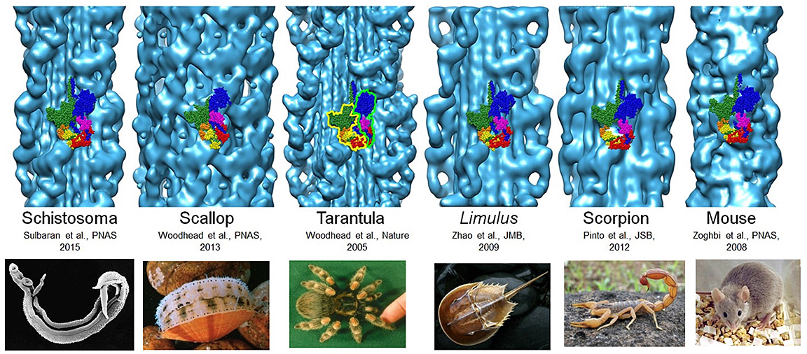 Padr&oacute;n-Craig Lab - UMass Chan - IHM conservation