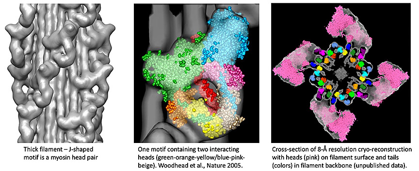 Padr&oacute;n-Craig Lab - UMass Chan Medical School - Taran fitting