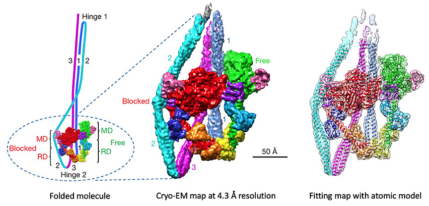 Padr&oacute;n-Craig Lab - UMass Chan - 10S-myosin