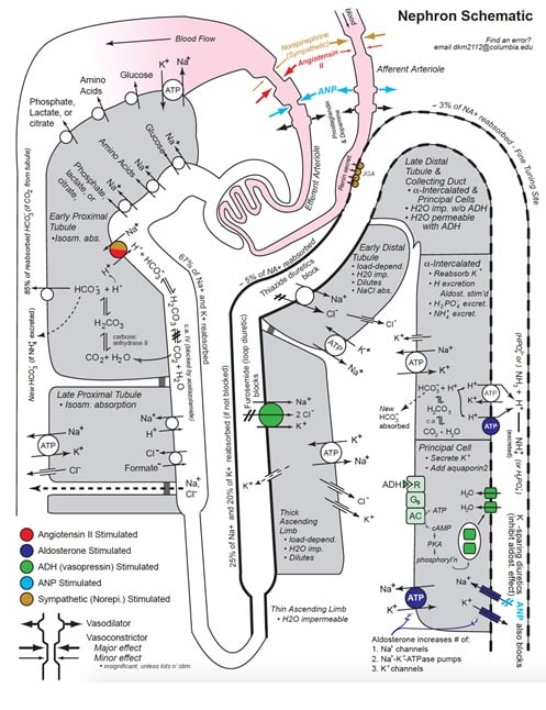 NephronSchematic.jpg