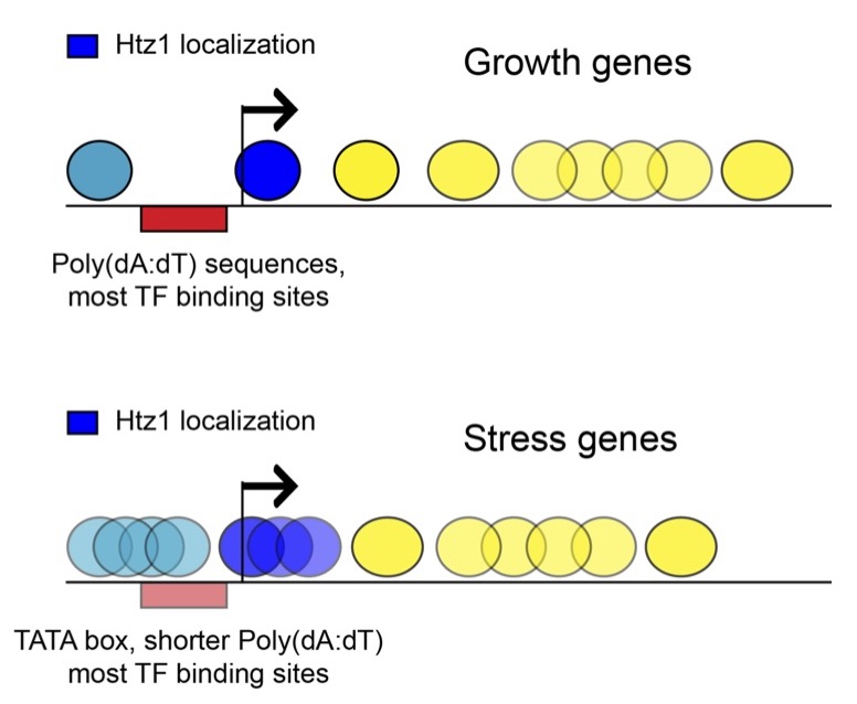 Growth and stress genes