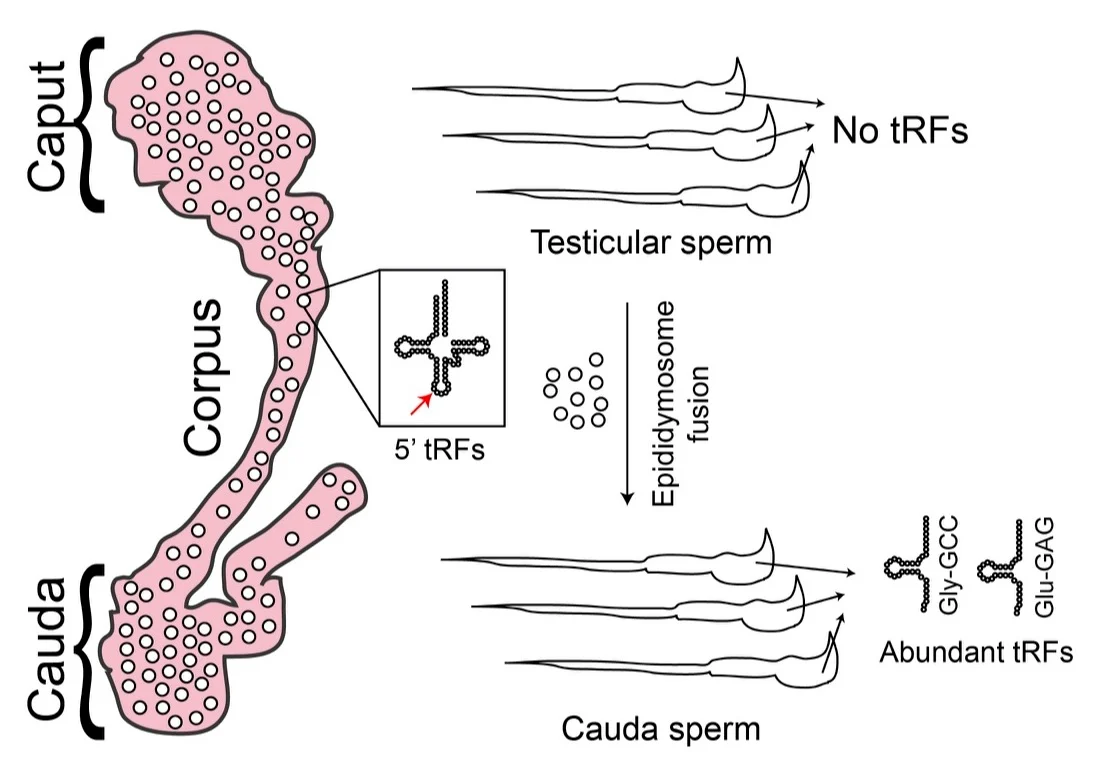 Post-testicular maturation
