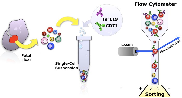 Flow Cytometry Flow Cytometry