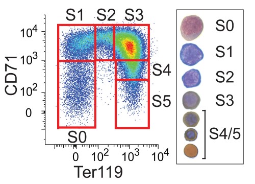 Flow Cytometry Flow Cytometry