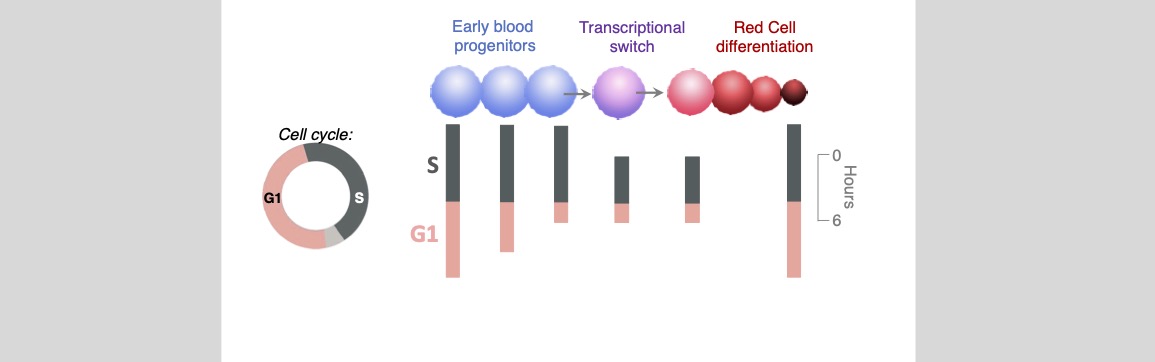 differentiation trajectory_2.jpg